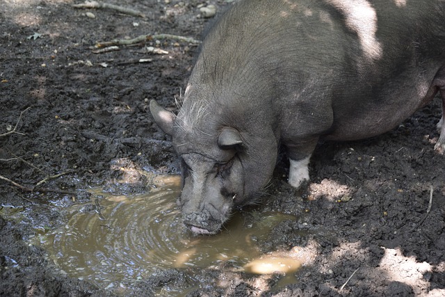 发展过程中 发展过程中