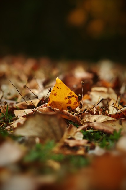 核心国家 核心国家